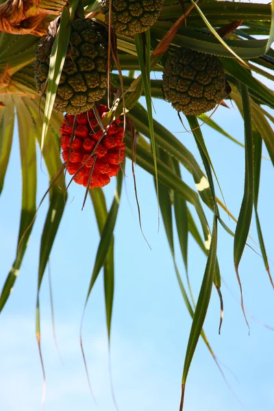 Screw Pine — Stock Photo, Image