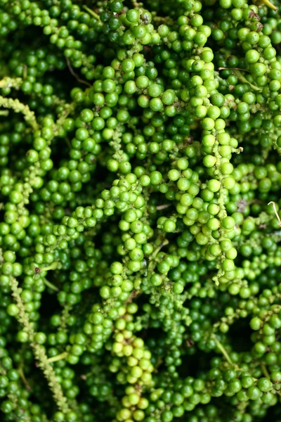 Green Peppercorns (Piper nigrum) — Stock Photo, Image