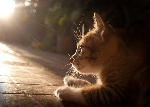 Pretty cat in sunlight