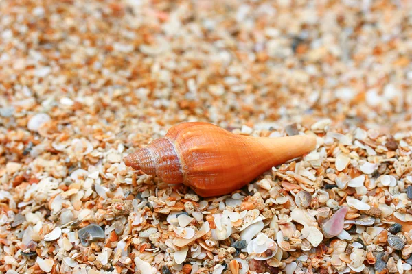 Conchas de caracol —  Fotos de Stock