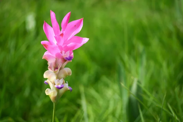 Curcuma alismatifolia — Stock Photo, Image