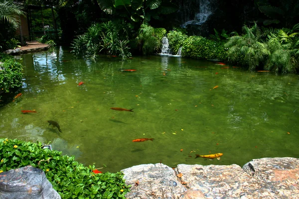 Japon bahçe su birikintisi içinde yüzmeye carps kullanılan renkler. — Stok fotoğraf