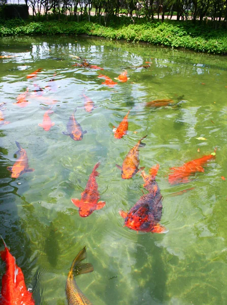 Japanische Karpfen schwimmen — Stockfoto