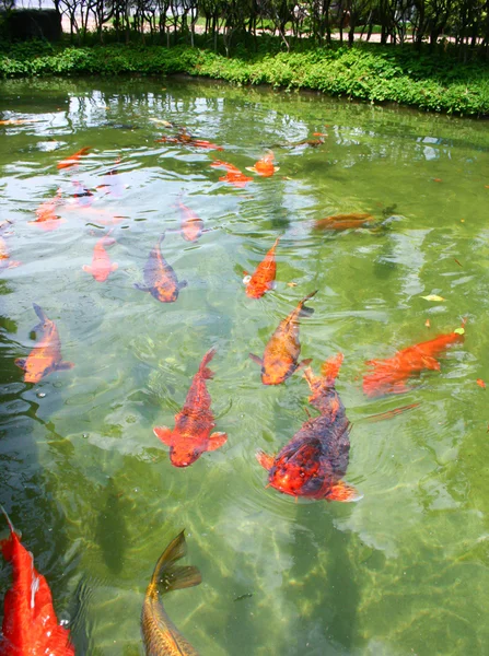 Japonés abigarrado carpas natación —  Fotos de Stock