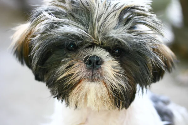 Close-up portret uśmiechający się hawańczyk psa szczeniaka — Zdjęcie stockowe