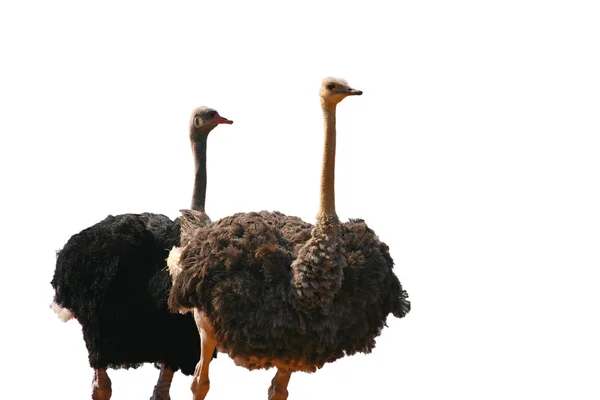Dois avestruz em fundo branco — Fotografia de Stock