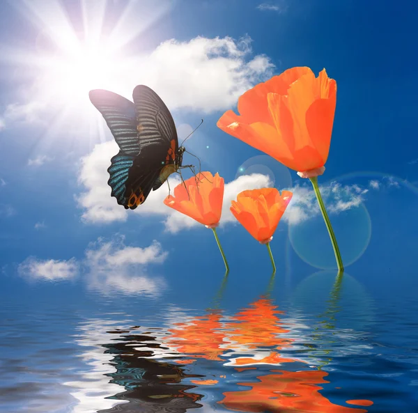 Butterfly feeding orange poppies flowers — Stock Photo, Image