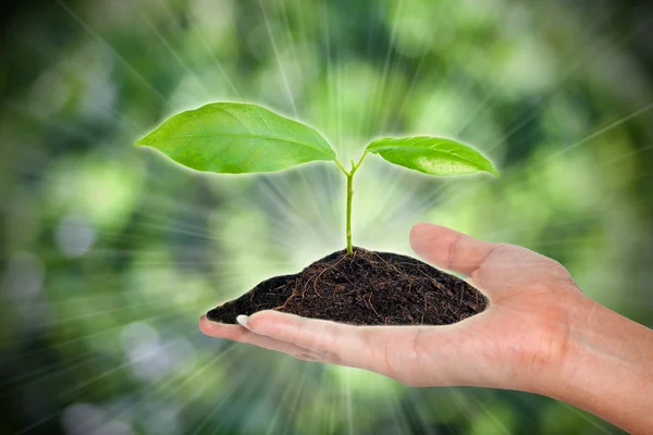 Planta na mão sobre fundo verde — Fotografia de Stock