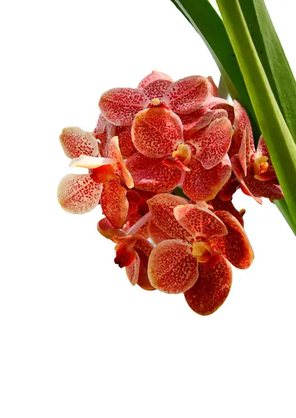 Orquídea roja sobre fondo blanco —  Fotos de Stock