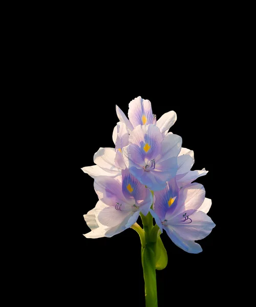 黒い背景に分離したホテイアオイの花 — ストック写真