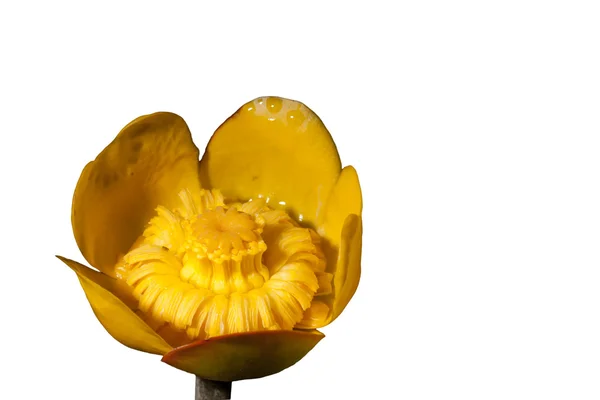 격리 된 배경에 노란색 꽃. — 스톡 사진