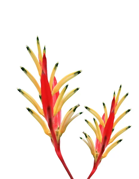 Red bird of paradise isolated on white background — Stock Photo, Image