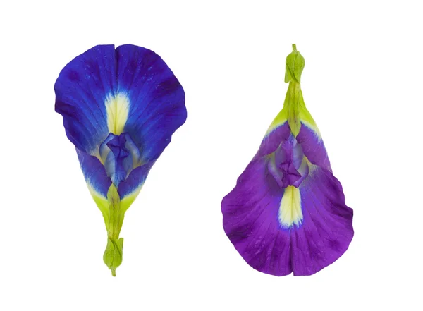 블루 나비 완 두 꽃 하얀 바탕에 고립 — 스톡 사진