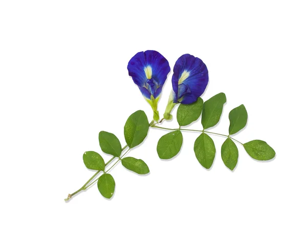Borboleta azul flor de ervilha isolada no fundo branco — Fotografia de Stock