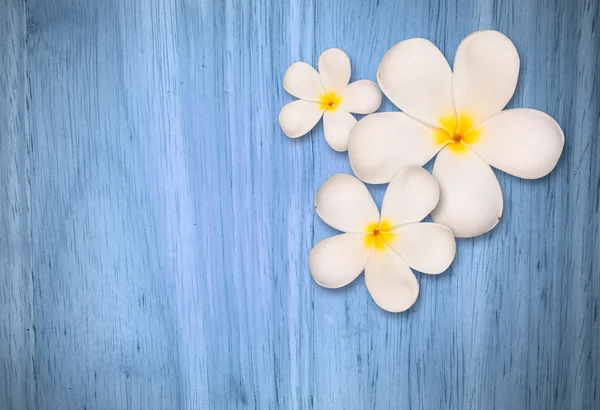 Witte plumeria bloem op hout achtergrond — Stockfoto