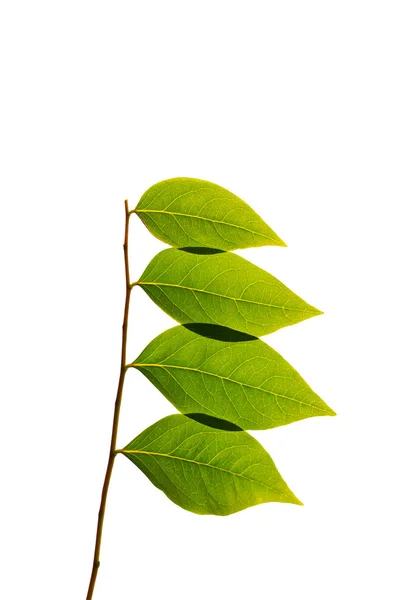 Feuilles vertes isolées sur fond blanc — Photo