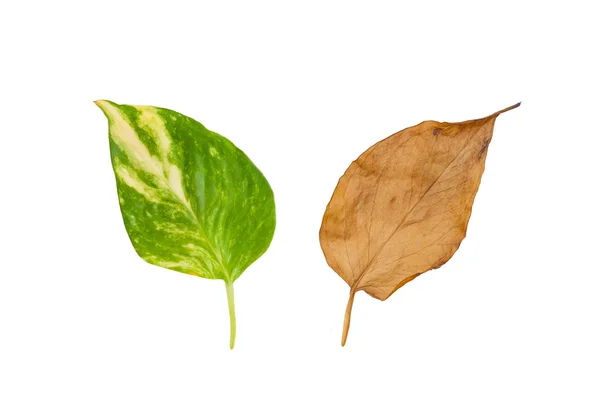 Feuilles isolées sur fond blanc — Photo