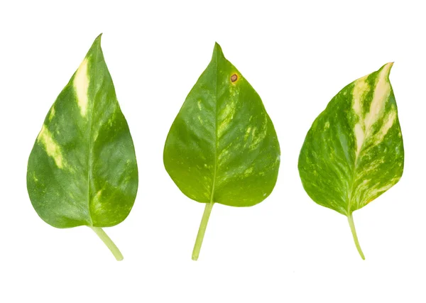 Green leaves isolated on white background — Stock Photo, Image