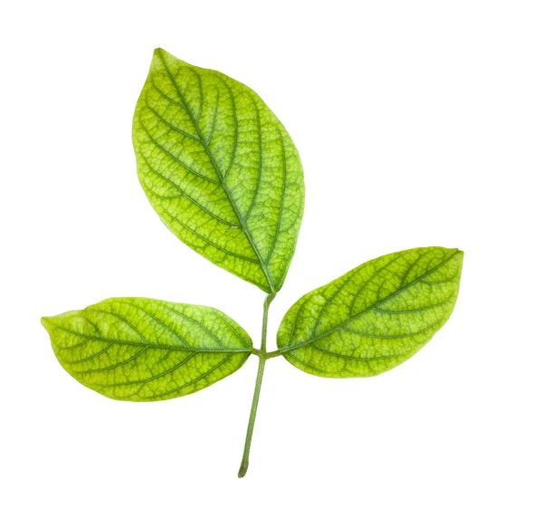 Green leaves isolated on white background — Stock Photo, Image