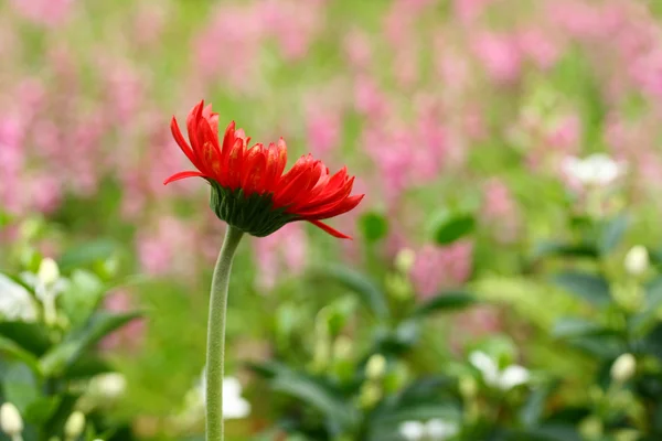 ガーベラの花 — ストック写真