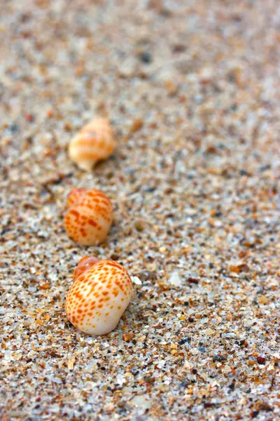 해변에 조개 모래 배경. — 스톡 사진