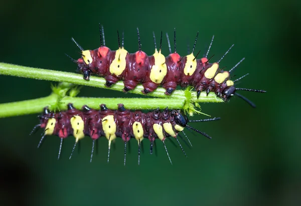 Wurm frisst Blätter. — Stockfoto