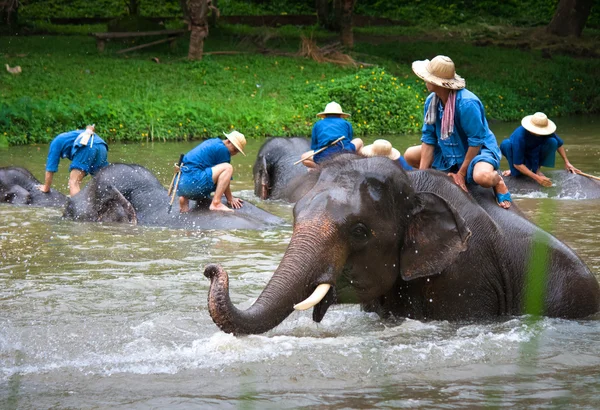 Lampang, Tajlandia - Mar. 26: Codziennie słonie kąpiel w The Thai El — Zdjęcie stockowe