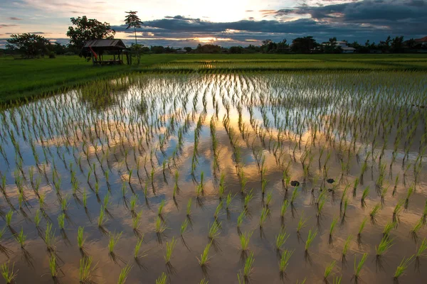 Campos de arroz — Fotografia de Stock