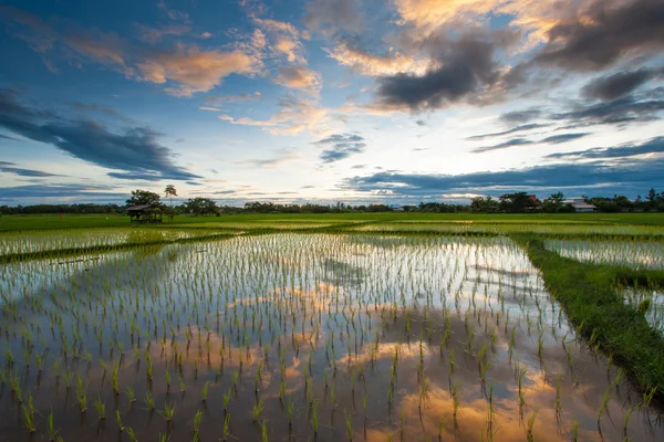 Campo de arroz al atardecer, Tailandia — Foto de Stock