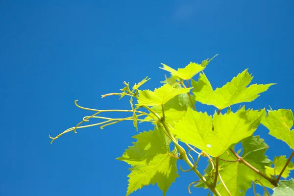 Green vine leaves . Green grapevine twig on blue sky — Stock Photo, Image