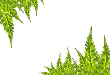 yeşil yaprak çerçeve