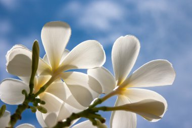 Beyaz plumeria çiçekler