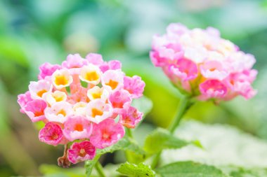 Lantana çiçek