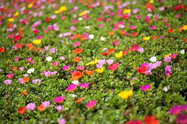Portulaca çiçekler