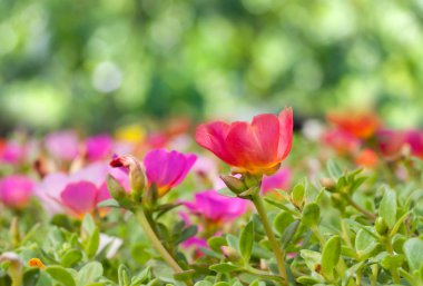 Portulaca çiçekler