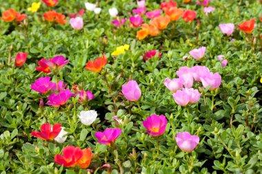 Portulaca çiçekler