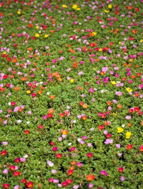 Portulaca çiçekler