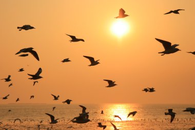 Sunset bulvarında siluet kuş uçan