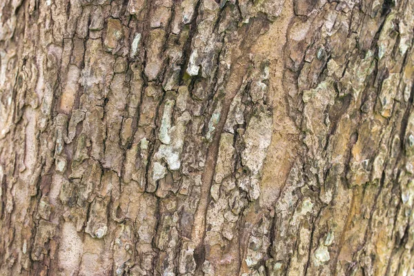 Árbol corteza textura fondo — Foto de Stock