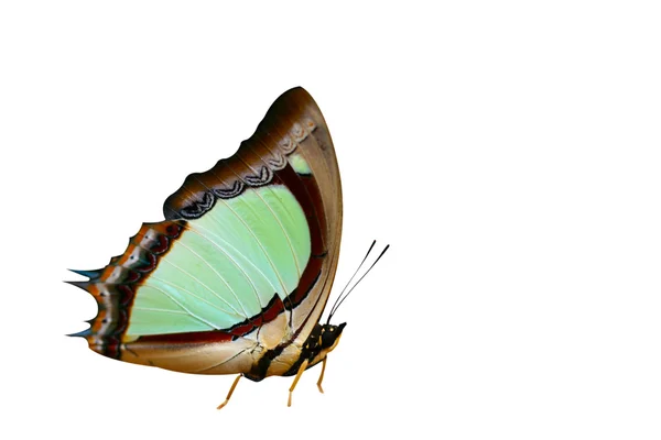 Isolierter Schmetterling — Stockfoto