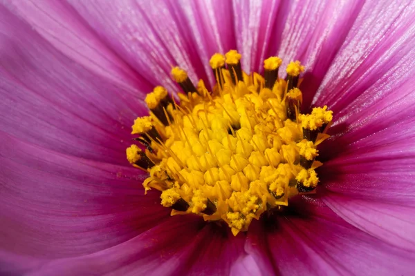 Fiore cosmo rosa da vicino — Foto Stock