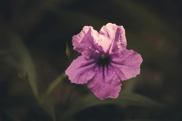 Fiori con filtri di colore vintage — Foto Stock