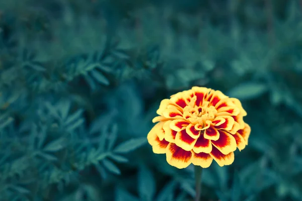 Flor de caléndula — Foto de Stock