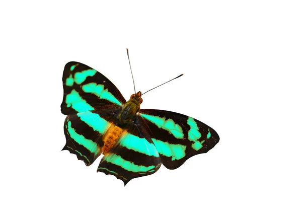 Mariposa aislada — Foto de Stock