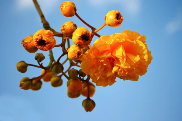 Fiori di cotone di seta — Foto Stock