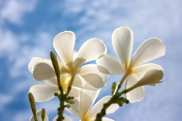 Witte plumeria bloemen — Stockfoto