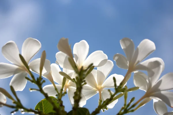 Vit plumeria blommor — Stockfoto