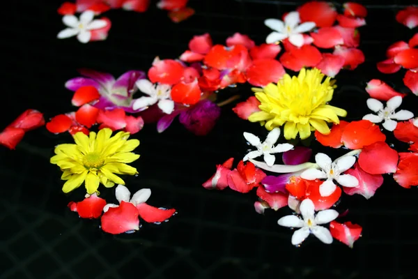 Лепестки цветут на воде — стоковое фото