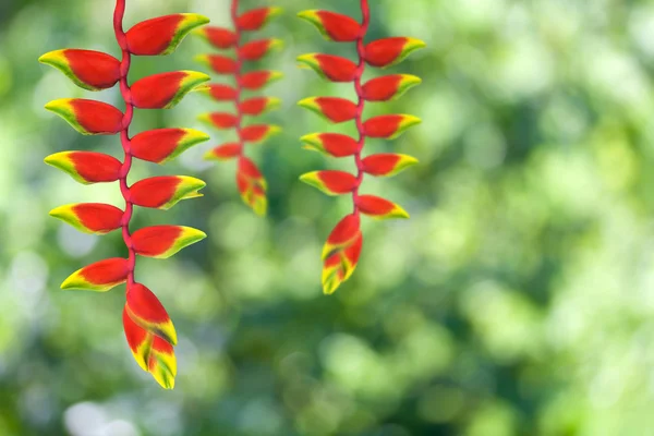 Flor de heloconia — Foto de Stock