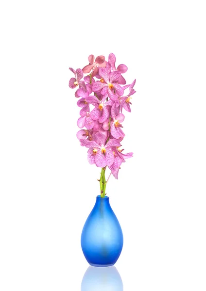 Орхидеи цветы в вазах — стоковое фото